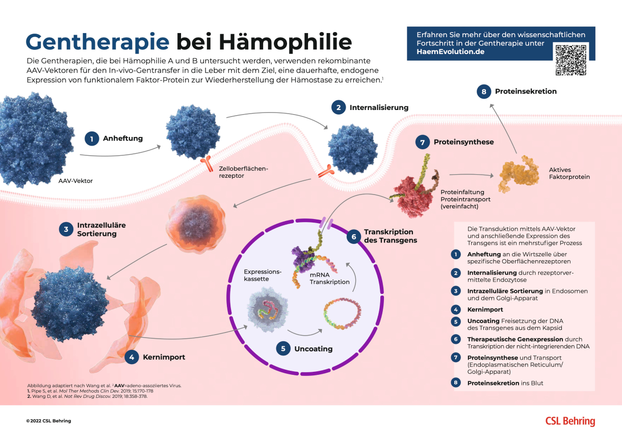 Gentherapie für Hämophilie